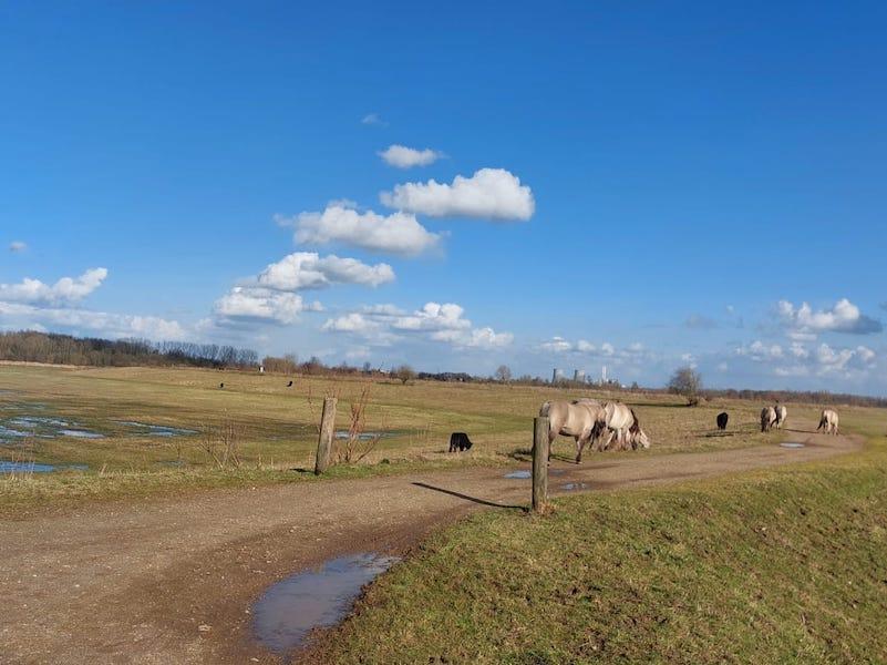 Koningssteen Kempenmaasland