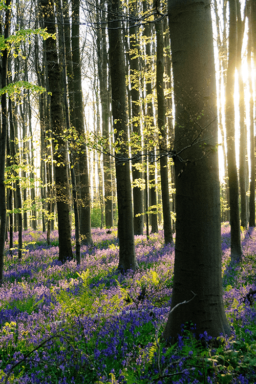 Wandelen in Boswandelingen
