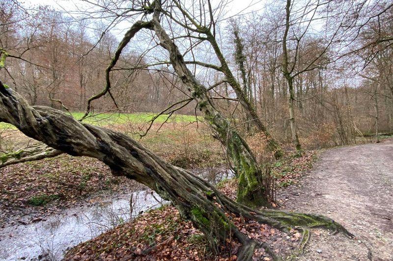 Schone-Eikwandeling