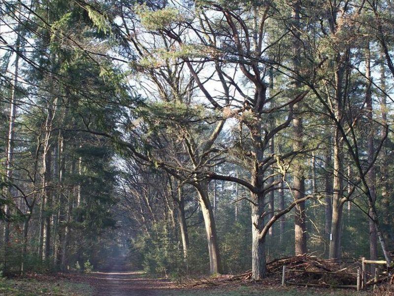 Blommerschotpad in Malle