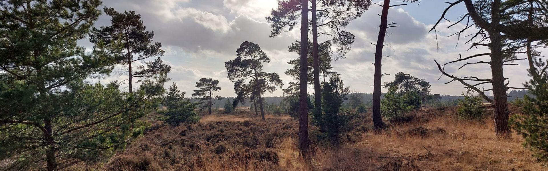 Natuur Kalmthoutse Heide