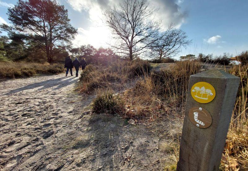 Kalmthoutse Heide - Bos