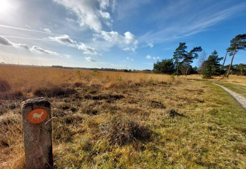 Kalmthoutse Heide - Ree