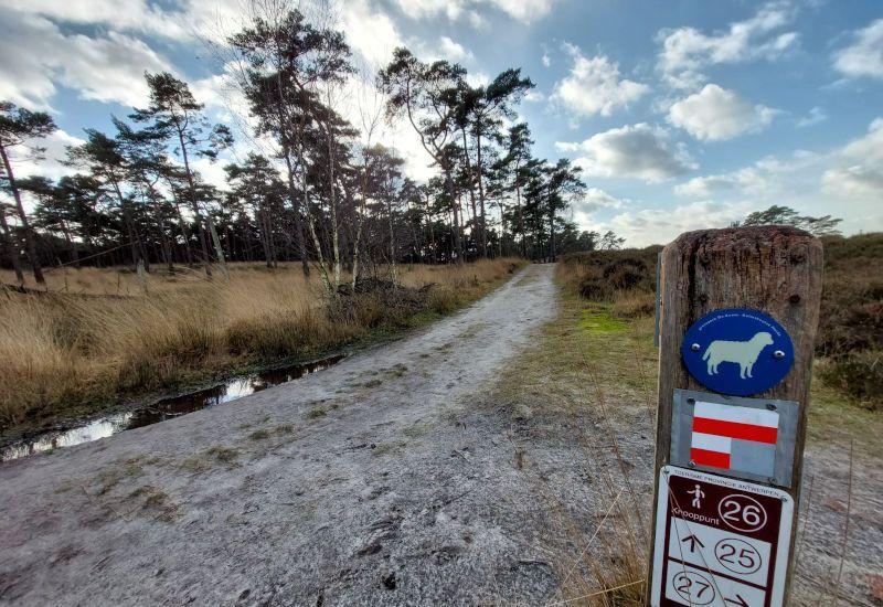 Kalmthoutse Heide - Schaap
