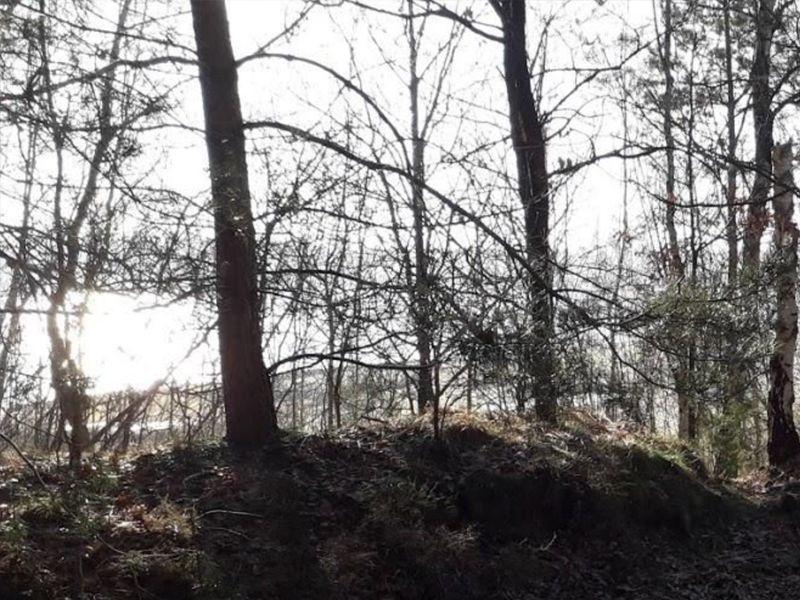 Polarbears wandeling