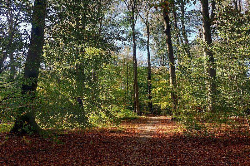 Rollen door de bossen