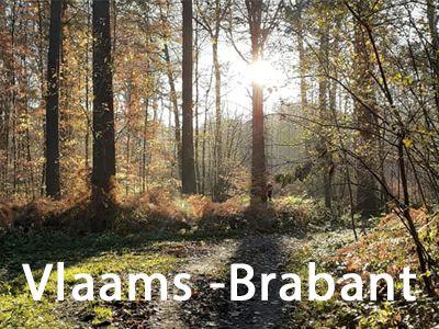 foto bos in Vlaams-Brabant