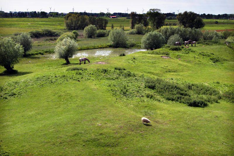 Wandelen in de Damse Polders