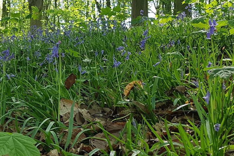 Kluisbos wandeling