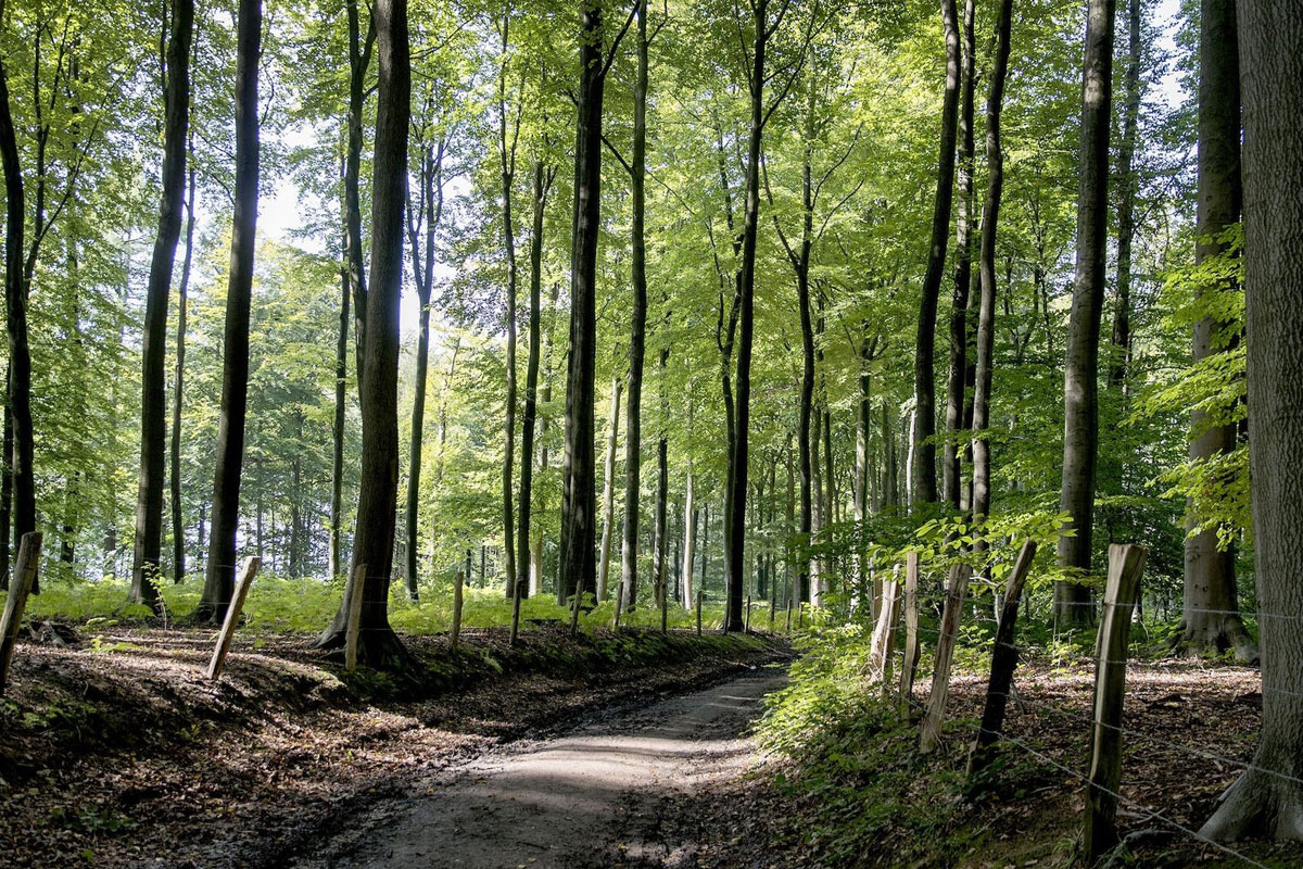 Mooiste Boswandelingen In Vlaanderen Mooiste Boswandelingen In Vlaanderen