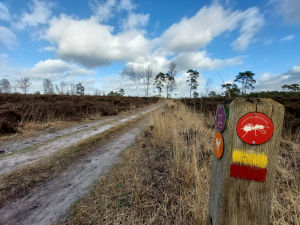 Kalmthoutse Heide - Mier