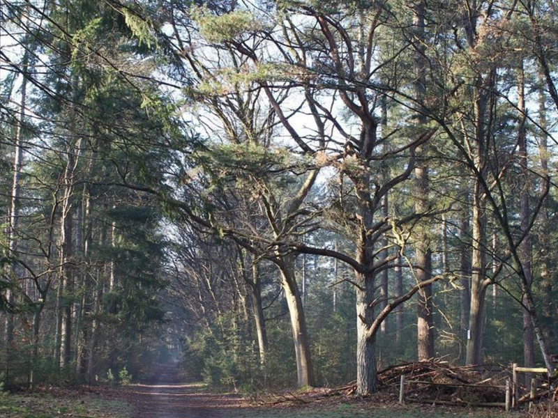 Blommerschotpad in Malle