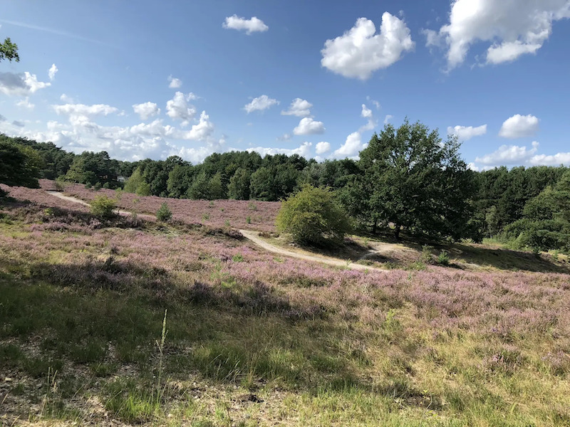 Brunssummerheide (Lichtgroen)