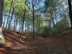 Dikke Beukwandeling