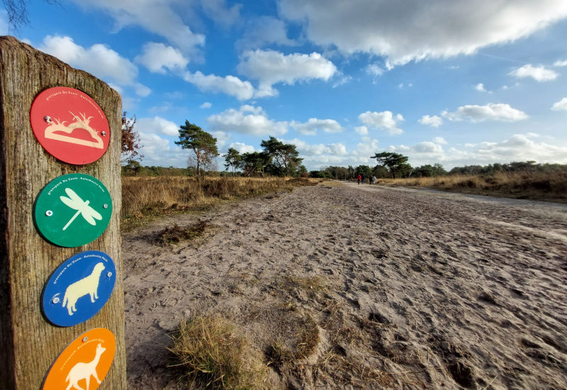 Kalmthoutse Heide - Duin