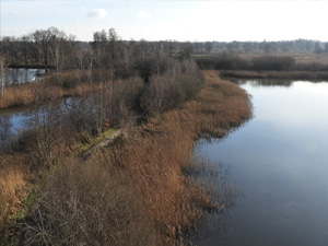 Platwijers Wijvenheide - Blauw