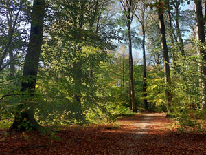 Rollen door de bossen