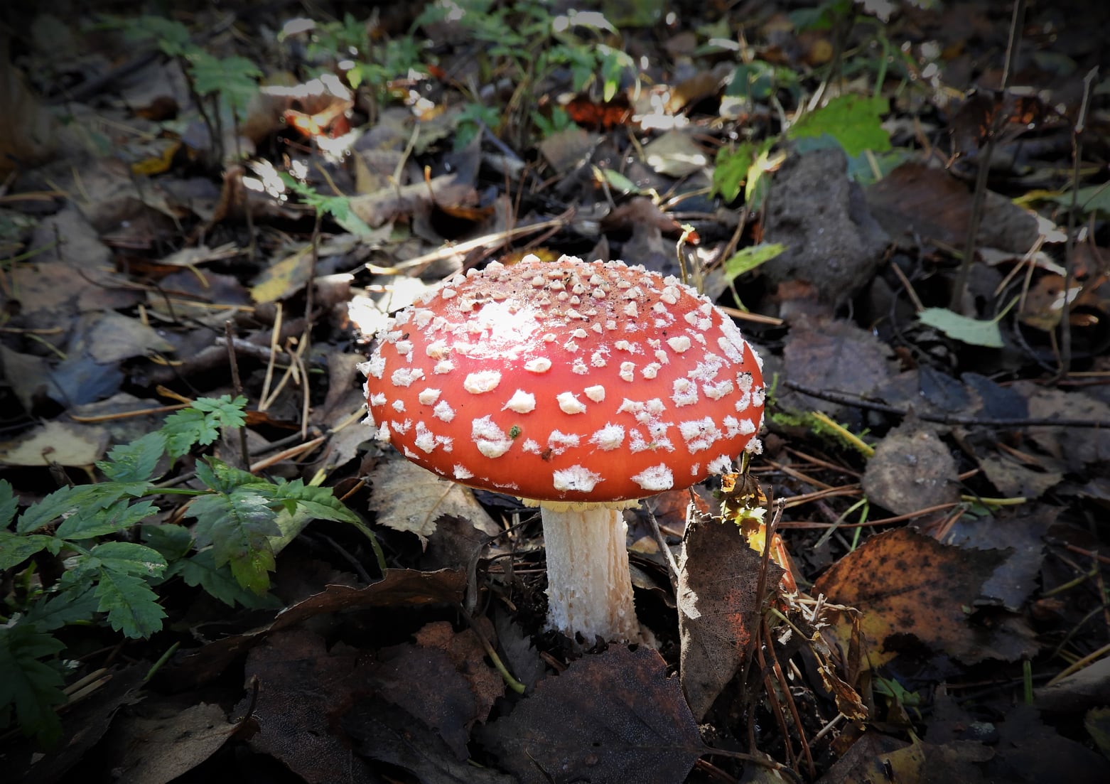 Rode paddenstoel